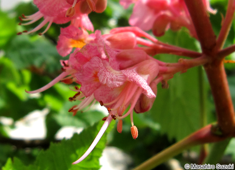 ベニバナトチノキ Aesculus × carnea