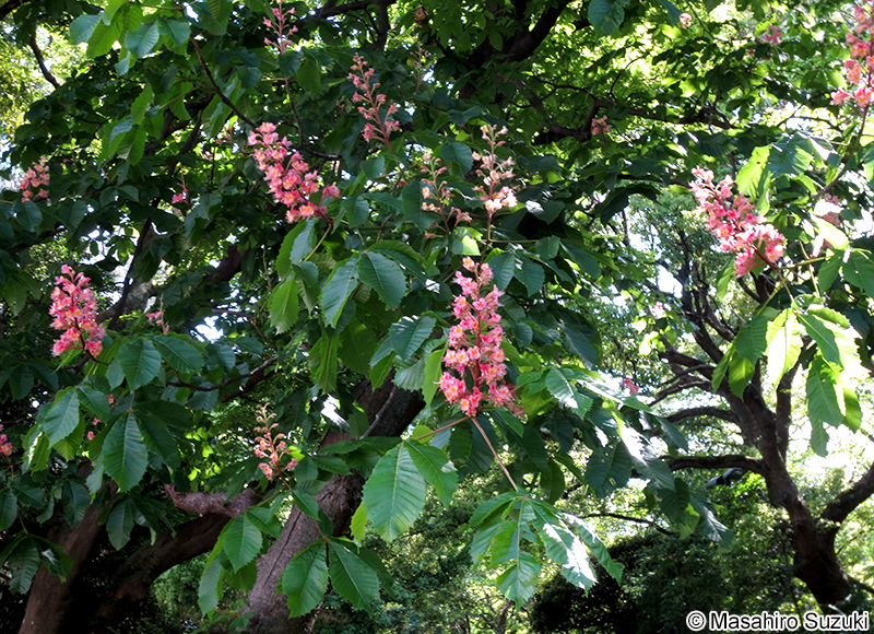 ベニバナトチノキ Aesculus × carnea