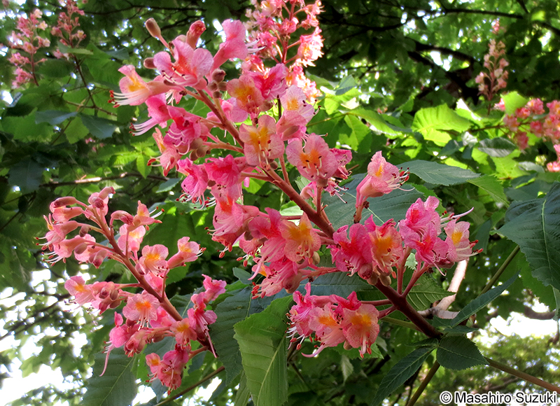 ベニバナトチノキ Aesculus × carnea