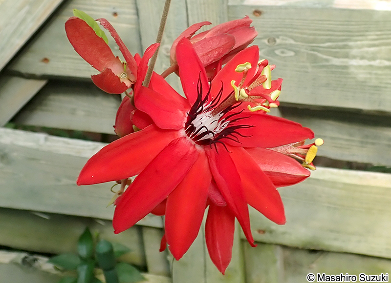 トケイソウ Passiflora caerulea