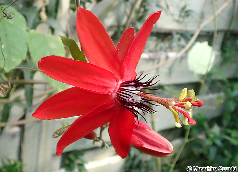 トケイソウ Passiflora caerulea