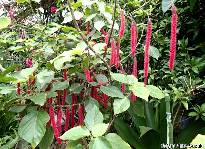ベニヒモノキ Acalypha hispida