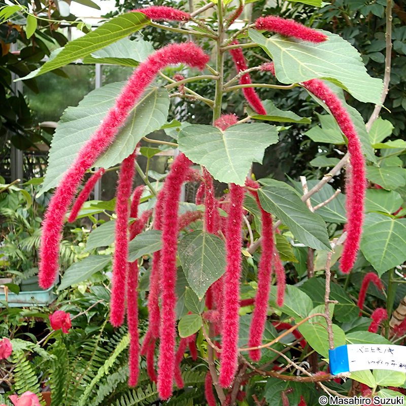 ベニヒモノキ Acalypha hispida
