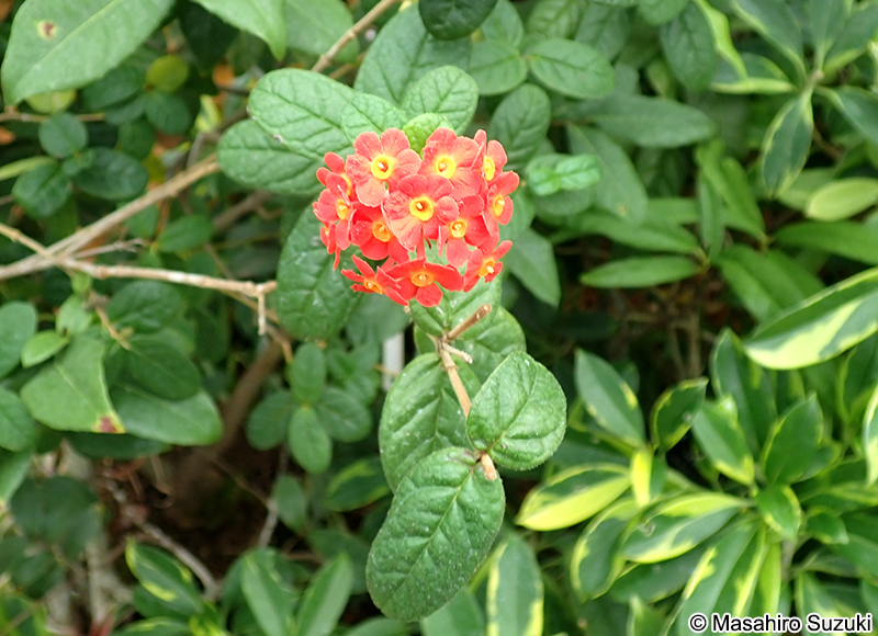 ベニマツリ Rondeletia odorata