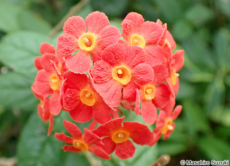 ベニマツリ Rondeletia odorata