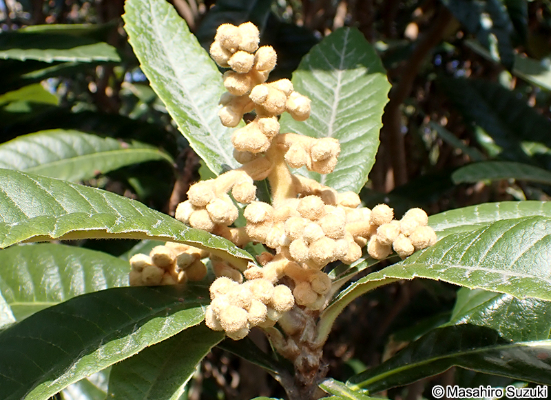 ビワ Eriobotrya japonica