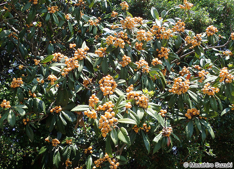 ビワ Eriobotrya japonica