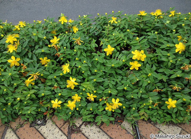 ビヨウヤナギ Hypericum monogynum