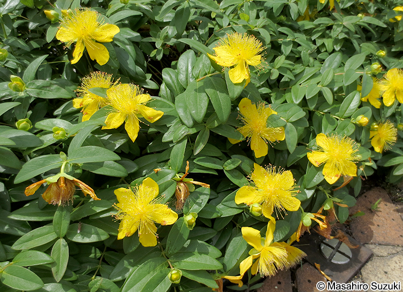 ビヨウヤナギ Hypericum monogynum