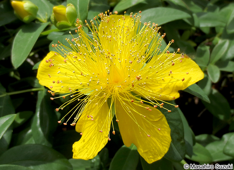 ビヨウヤナギ Hypericum monogynum