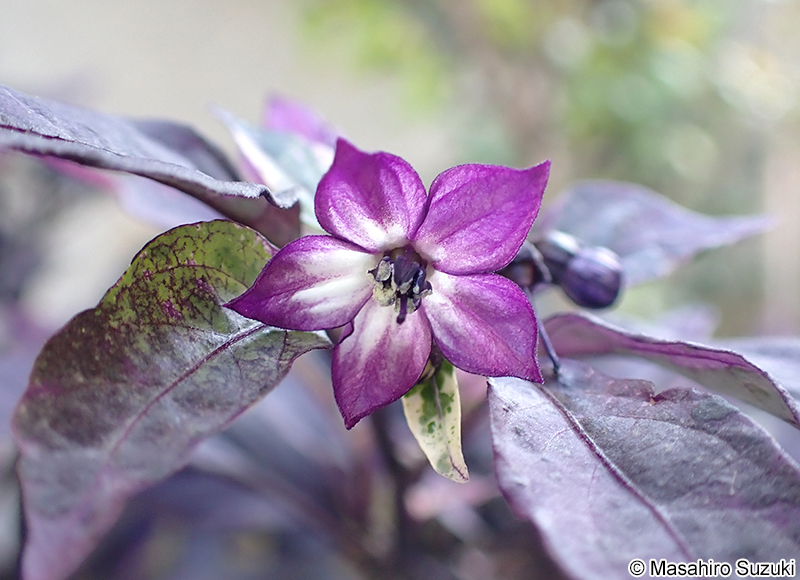 ブラックパール Capsicum annuum 'Black Pearl'
