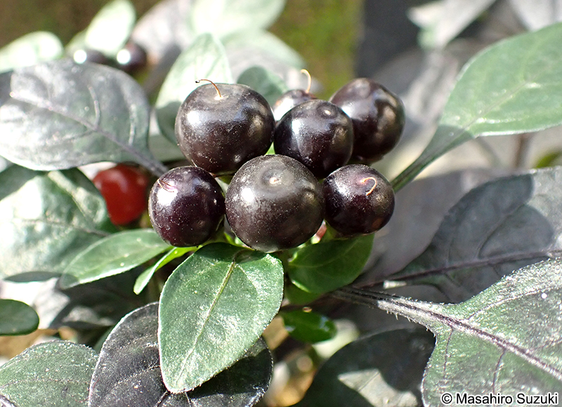 ブラックパール Capsicum annuum 'Black Pearl'