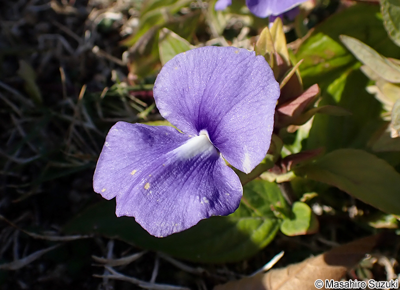 ブルーキャッツアイ Otacanthus caeruleus