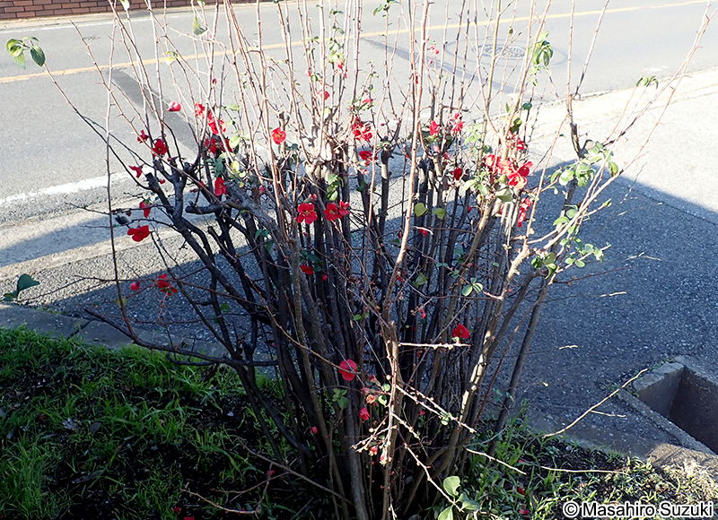 ボケ Chaenomeles speciosa