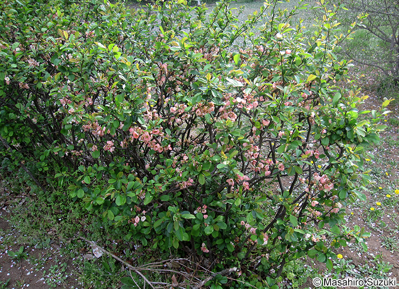 ボケ Chaenomeles speciosa