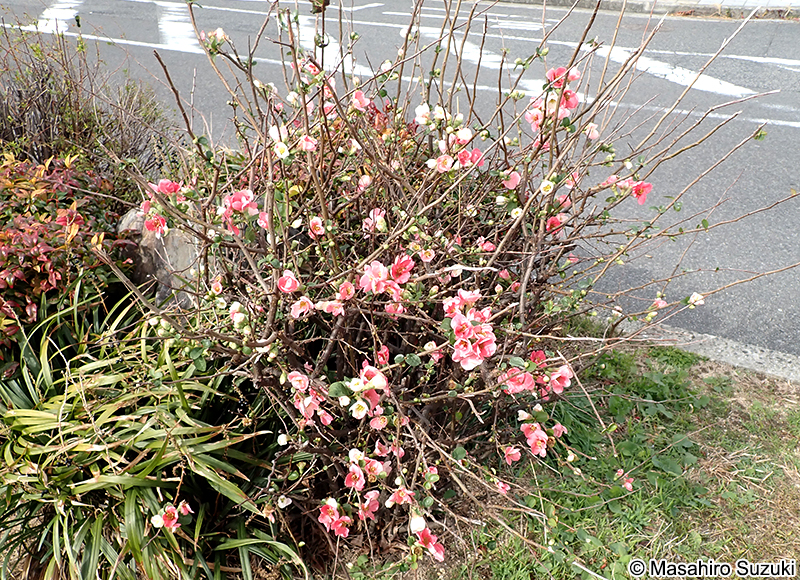 ボケ Chaenomeles speciosa