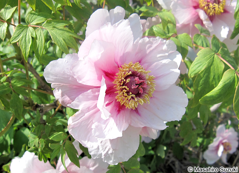 ボタン Paeonia suffruticosa