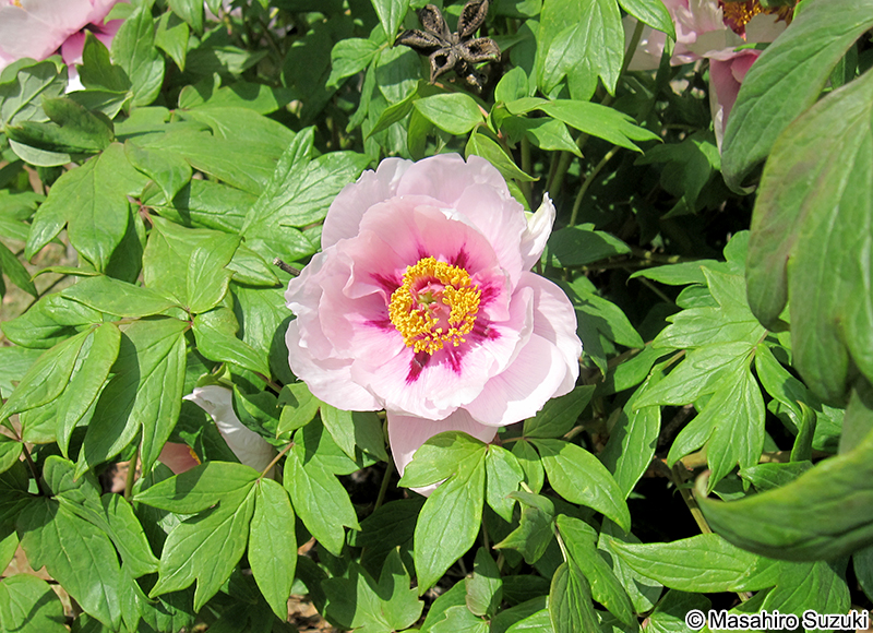 ボタン Paeonia suffruticosa
