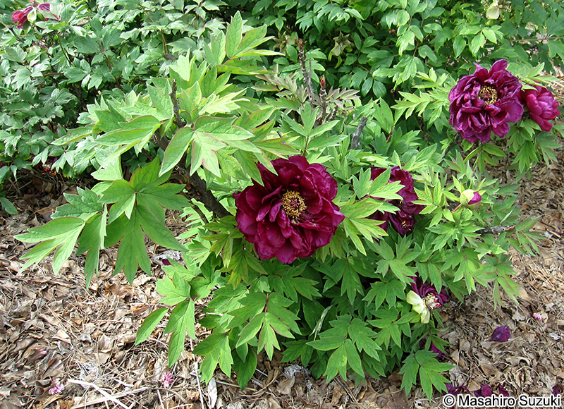 ボタン Paeonia suffruticosa