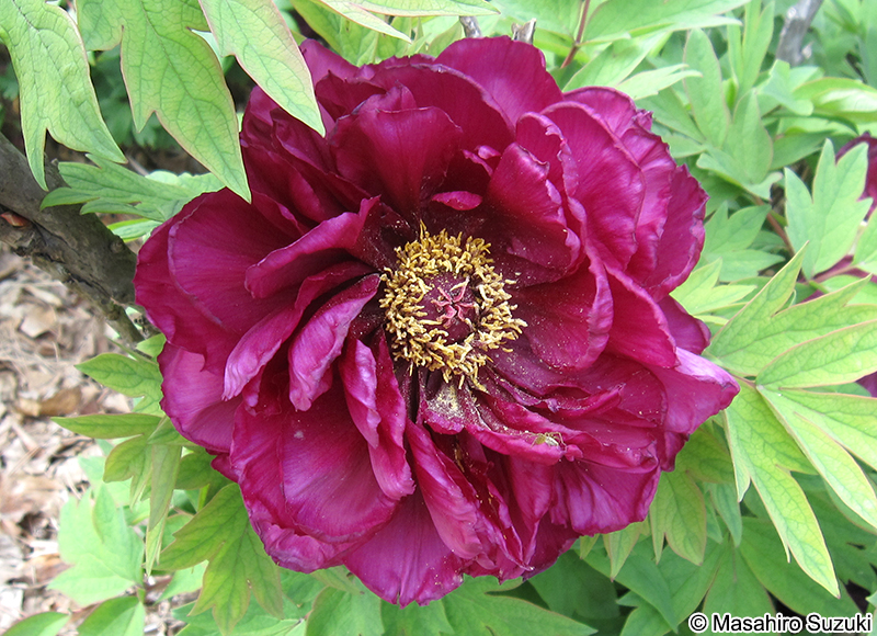 ボタン Paeonia suffruticosa