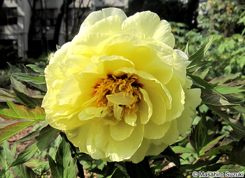 ボタン Paeonia suffruticosa