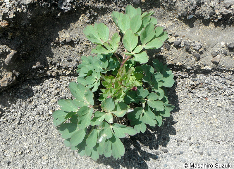ボタンボウフウ Peucedanum japonicum