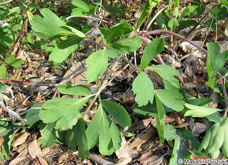 ボタンボウフウ Peucedanum japonicum