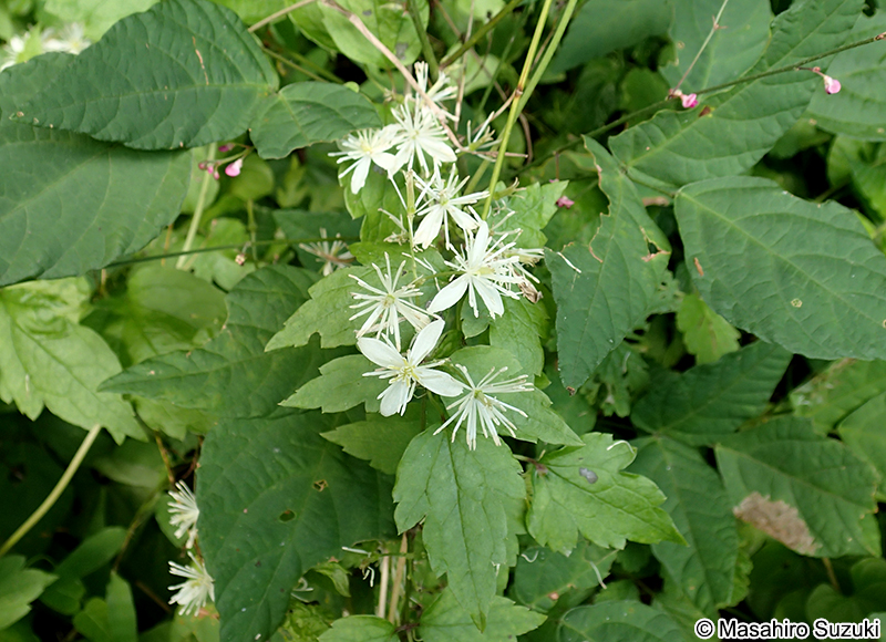 ボタンヅル Clematis apiifolia