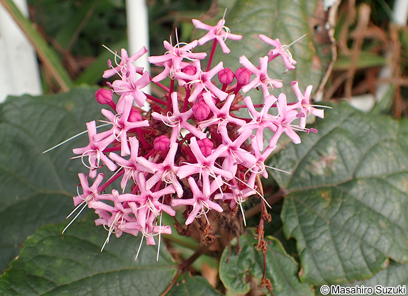 ボタンクサギ Clerodendrum bungei