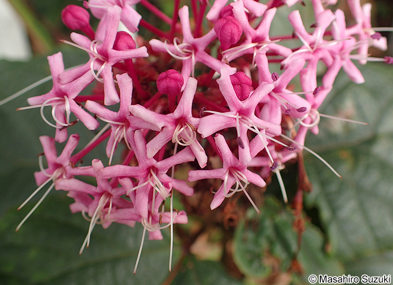 ボタンクサギ Clerodendrum bungei