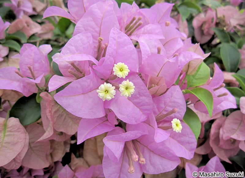 ブーゲンビレア Bougainvillea glabra