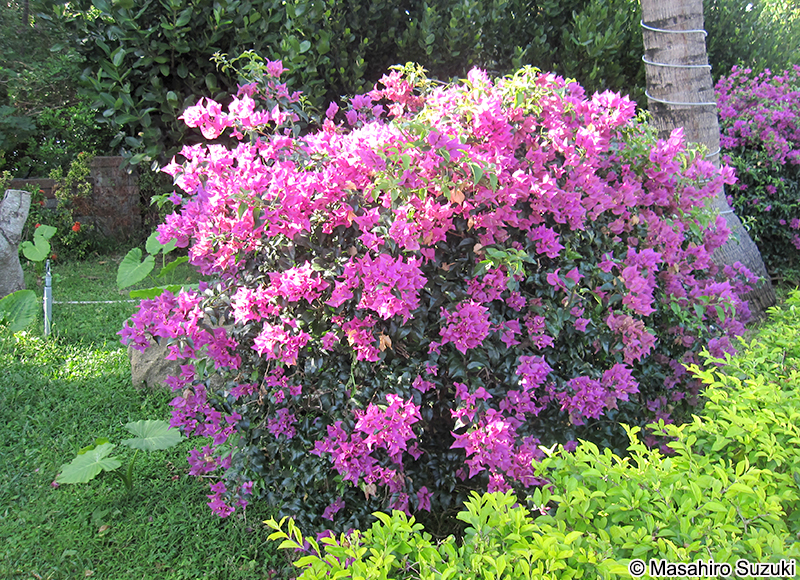 ブーゲンビレア Bougainvillea glabra