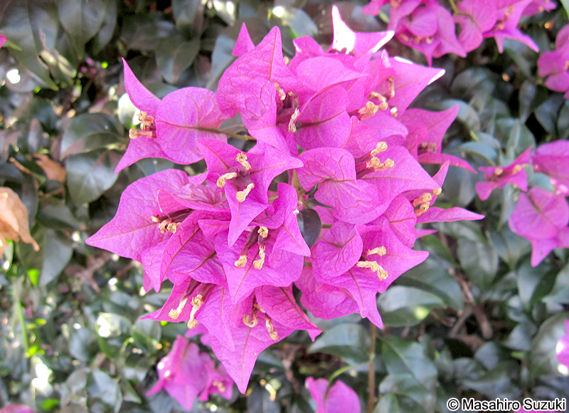 ブーゲンビレア Bougainvillea glabra