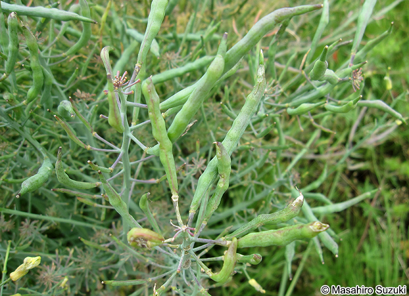 ブロッコリーの果実