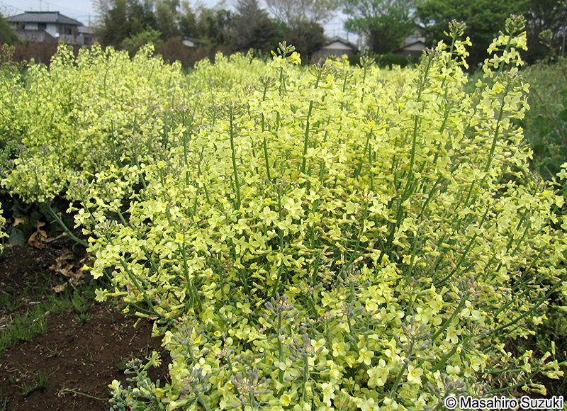 ブロッコリー Brassica oleracea var. italica