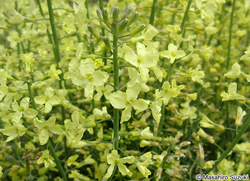 ブロッコリーの花