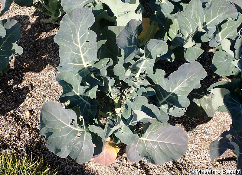 スティック・セニョール 'Broccolini'