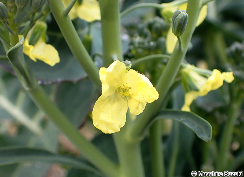 スティック・セニョール の花