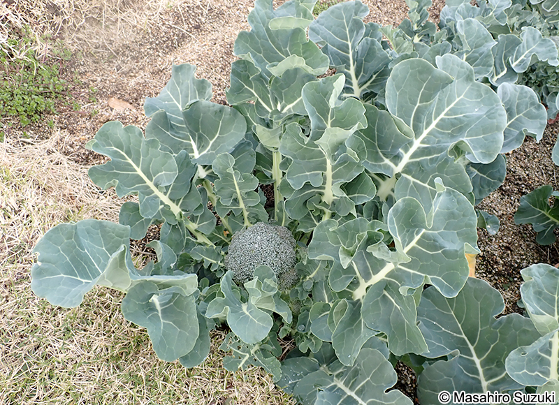ブロッコリー Brassica oleracea var. italica