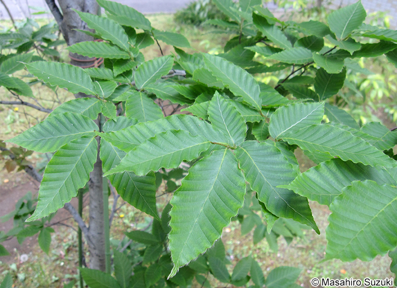 ブナ Fagus crenata