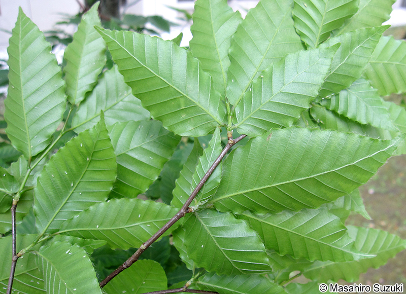 ブナ Fagus crenata