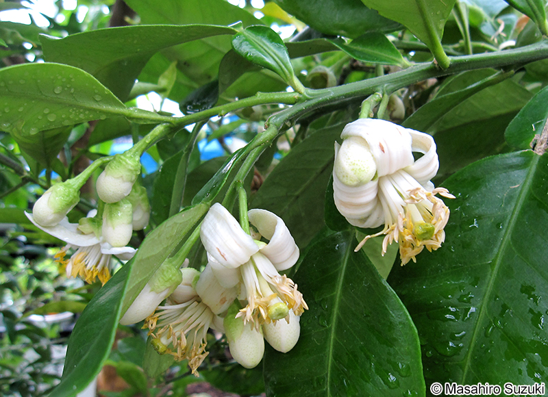 ブンタン（ザボン） Citrus maxima
