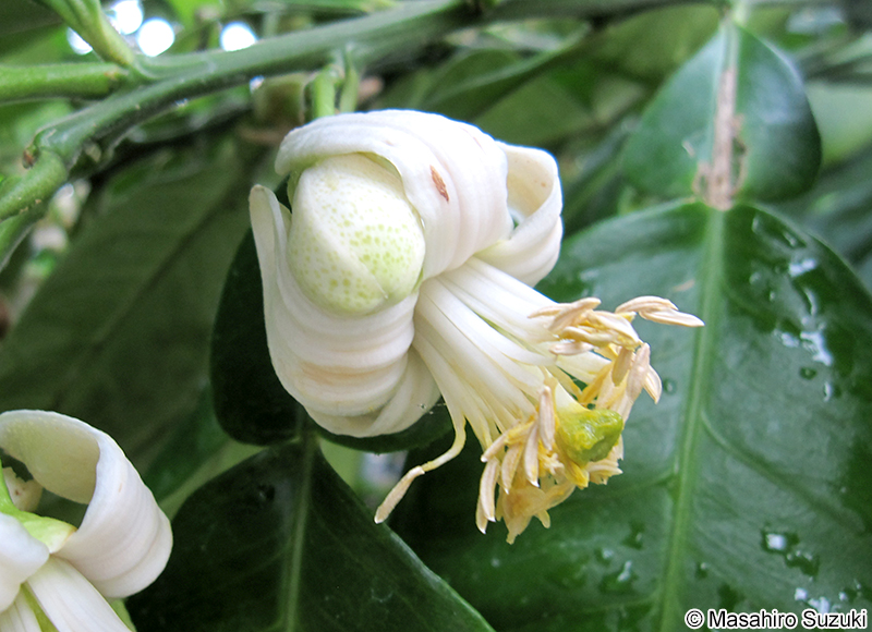 ブンタン（ザボン） Citrus maxima