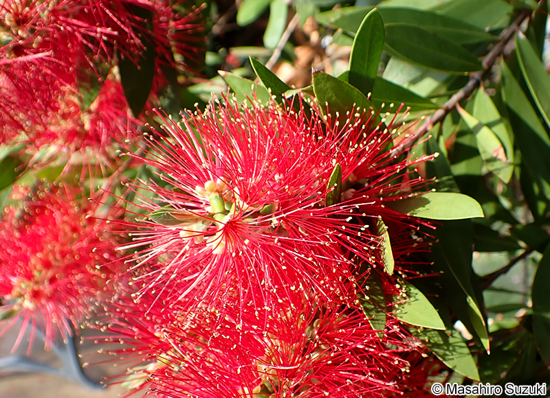 ブラシノキ Callistemon speciosus