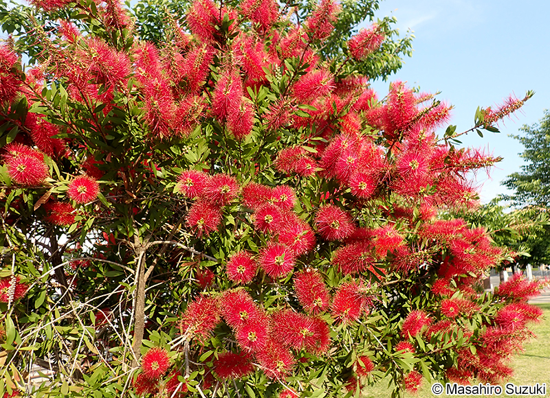 ブラシノキ Callistemon speciosus