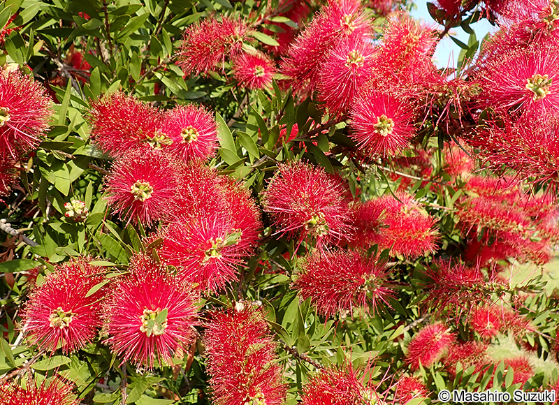 ブラシノキ Callistemon speciosus