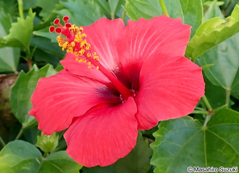 ブッソウゲ Hibisucus rosa-sinensis