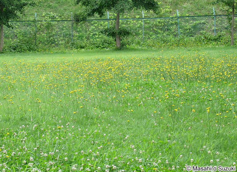 ブタナ Hypochaeris radicata