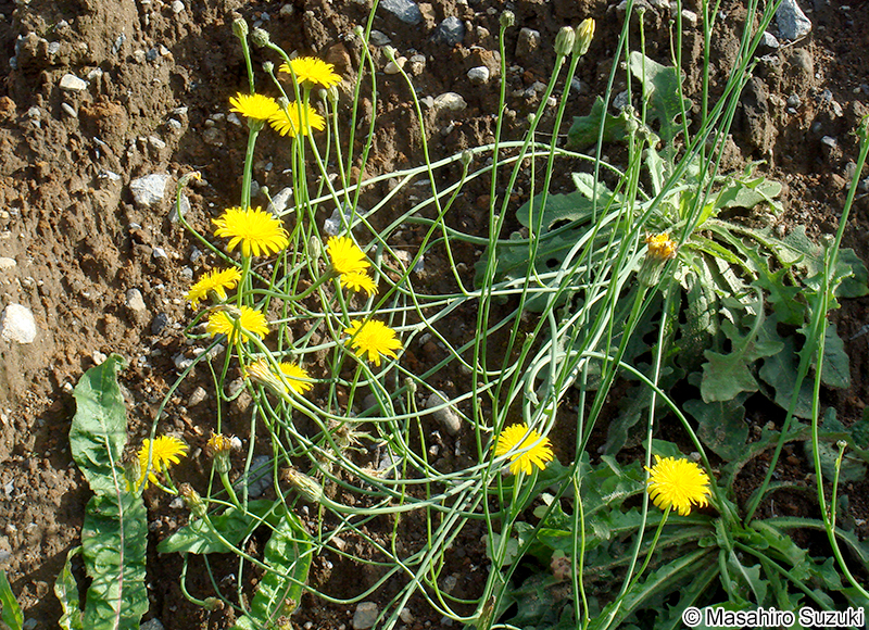 ブタナ Hypochaeris radicata