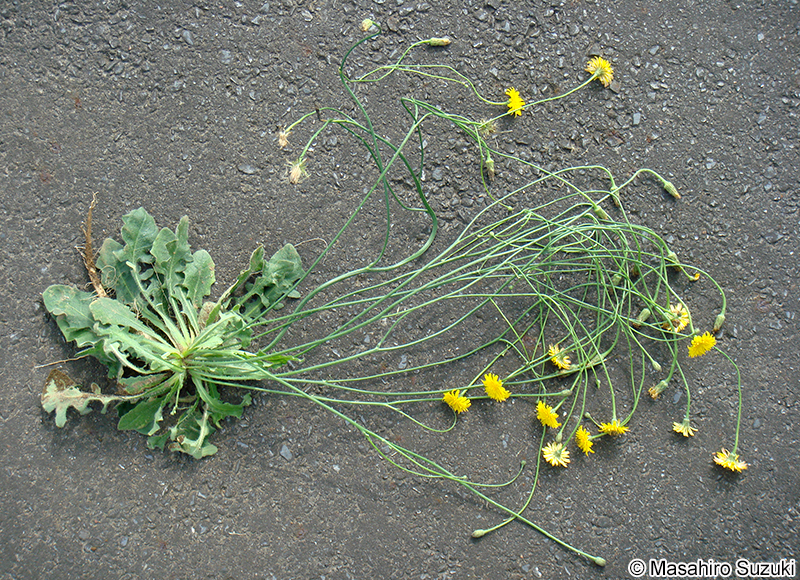ブタナ Hypochaeris radicata